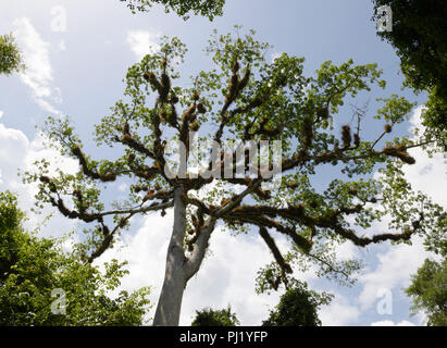 Ceiba, Nationalpark Tikal, Guatemala Stockfoto