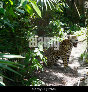 Belize Zoo Stockfoto