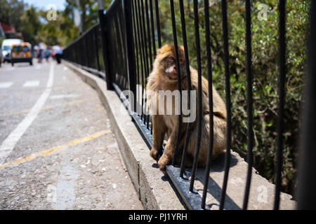 Barbary macaques in Gibraltar. Stockfoto