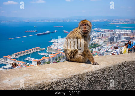 Barbary macaques in Gibraltar. Stockfoto