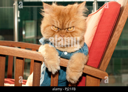 Rot der traditionellen Persischen Katze sitzt auf Stuhl Stockfoto