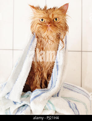 Wet red der traditionellen Persischen Katze mit Badetuch nach Bad Stockfoto