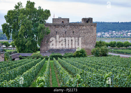 Brömserburg, Rüdesheim am Rhein; Weinberge im Vordergrund, Rhein hinter Stockfoto