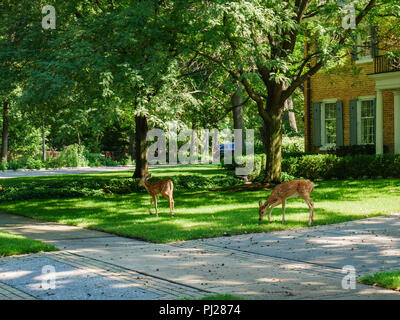 River Forest, Illinois, USA. 3. September 2018. Ein paar der Weißwedelhirsche (Odocoileus virginianus) Kitze Futter auf einem Vorstädtischen Rasen auf der anderen Straßenseite aus ihrem Wald zu Hause erhalten. Die Cook County Waldkonserven der Chicago Bereich zahlreiche Wildtiere wie Hirsche, Red Fox, Gray fox, Kojoten, Waschbären, Stinktiere, Fischotter und Dachse. Stockfoto