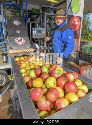 04.09.2018, Brandenburg, Frankfurt (Oder): Mario Flach legt Äpfel in einem Wasserbad, Teil einer mobilen Fruchtsaft Brecher. Die mobile Apfelsaft drücken Sie Touren in Berlin und Brandenburg. Ab einer Menge von 100 Kg Äpfel, jeder kann seine eigenen Apfelsaft haben hier gedrückt. Nach dem Drücken der Taste wird der Saft auf 80 Grad Celsius erhitzt und abgefüllt in drei oder fünf Liter Schlauchbeutel. Von 100 Kg über 50 bis 60 Liter Saft zusammendrücken können. Foto: Patrick Pleul/dpa-Zentralbild/ZB Stockfoto