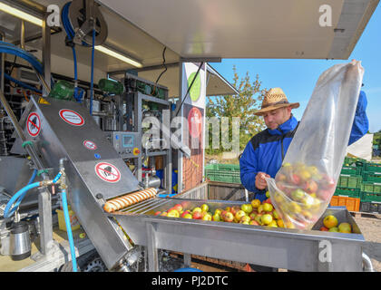 04.09.2018, Brandenburg, Frankfurt (Oder): Mario Flach legt Äpfel in einem Wasserbad, Teil einer mobilen Fruchtsaft Brecher. Die mobile Apfelsaft drücken Sie Touren in Berlin und Brandenburg. Ab einer Menge von 100 Kg Äpfel, jeder kann seine eigenen Apfelsaft haben hier gedrückt. Nach dem Drücken der Taste wird der Saft auf 80 Grad Celsius erhitzt und abgefüllt in drei oder fünf Liter Schlauchbeutel. Von 100 Kg über 50 bis 60 Liter Saft zusammendrücken können. Foto: Patrick Pleul/dpa-Zentralbild/ZB Stockfoto