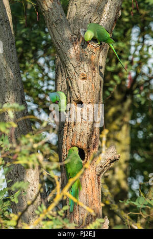 London, Großbritannien. 3. September, 2018. London, Großbritannien. Drei Sittiche in Peckham Rye Park zeigen ein hohes Maß an Interesse in einem wookpeckers Nest hole. David Rowe/Alamy Leben Nachrichten. Stockfoto