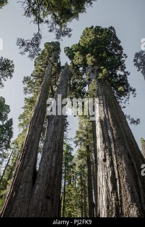 Calaveras große Bäume - California State Park Stockfoto