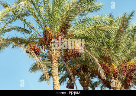 Zweigniederlassungen von Dattelpalmen unter blauem Himmel Stockfoto