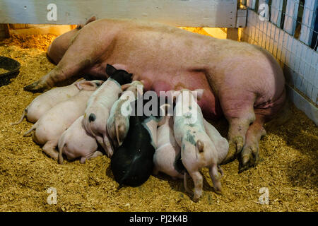 Krankenpflege Ferkel Stockfoto
