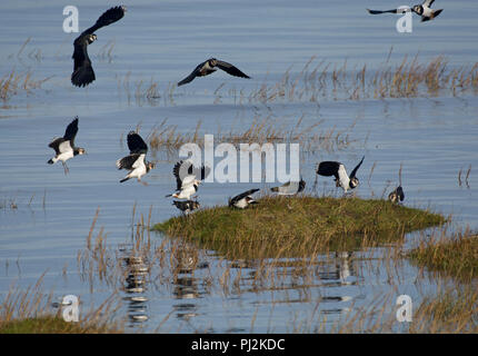 Herde der Nördlichen Kiebitz, Vanellus vanellus, fliegt über Salzwiesen, Morecambe Bay, England, Großbritannien Stockfoto