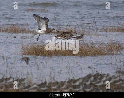 Regenbrachvogel, Numenius phaeopus, Landung in Salt Marsh, Morecambe Bay, Lancashire, Großbritannien Stockfoto