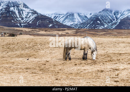 Islandpferde mit einer Landschaft Stockfoto