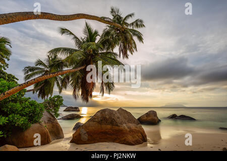 Die Kokospalmen reichen weit über die granitfelsen der Sonne entgegen. Stockfoto