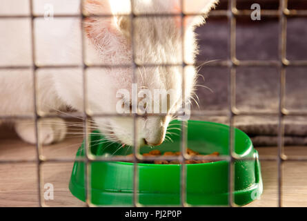 Eine graue Katze in einem Käfig frisst Trockenfutter aus einer Schüssel Stockfoto