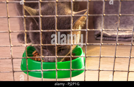 Eine graue Katze in einem Käfig frisst Trockenfutter aus einer Schüssel Stockfoto