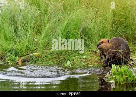 Eine junge Biber "Castor canadenis'; mit einem verlorenen Ausdruck auf seinem Gesicht, nachdem seine Mutter Taube in der waterleaving Ihm allein sitzen am Ufer. Stockfoto