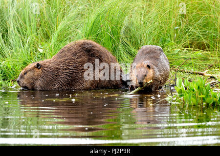 Eine Mutter mit ihrem kit Biber (Castor Canadensis); Futter und Fütterung am Ufer des Maxwell See in Hinton Alberta Kanada Stockfoto