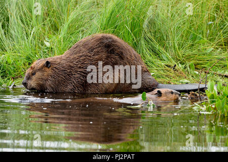 Eine Mutter mit ihrem kit Biber (Castor Canadensis); Schwimmen in zum Ufer des Maxwell See in Hinton Alberta Kanada Stockfoto