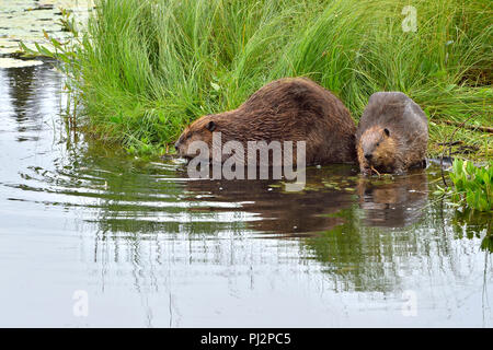 Eine Mutter mit ihrem kit Biber (Castor Canadensis); Futter und Fütterung am Ufer des Maxwell See in Hinton Alberta Kanada Stockfoto