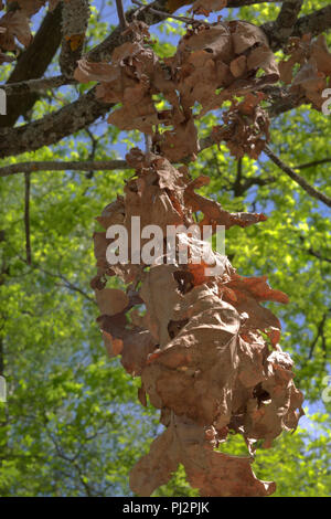 Langen, trockenen Zweig, hängen von der Eiche gegen den blauen Himmel und frische Laub im Hintergrund. close-up Stockfoto