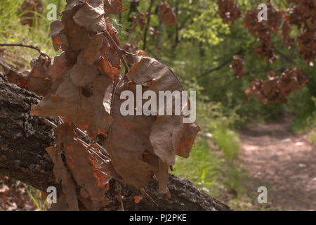 Abend Wald. Bündel großen verblasst verlässt. eiche stamm mit Cobweb bei Dirt Road Stockfoto