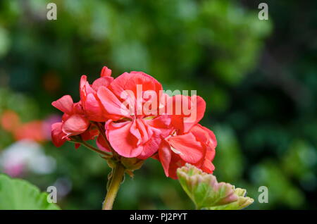 Pelargonium oder Geranium flower Blick auf einem Cluster von Doppel lachs Blüten, Knospen und grüne Blätter, Sofia, Bulgarien Stockfoto