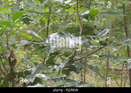 Gefiederten Blättern der Mahonie (Mahonia aquifolium) Nahaufnahme in der Natur Stockfoto
