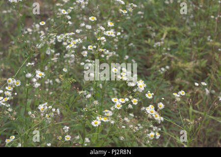 Myriaden von gelb-weißen Blüten auf hohe Verbreitung Stiel. Geringe Tiefenschärfe Stockfoto
