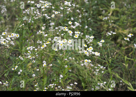 Dickichte des Gänseblümchen. zarten Blüten mit gelbem Zentrum, durch dünne weiße Blütenblätter umgeben, in der Mitte der Blumen Waldlichtung. Geringe Tiefenschärfe Stockfoto