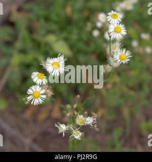 Oxeye Daisy in der Phase der aktiven Blüte closeup Stockfoto