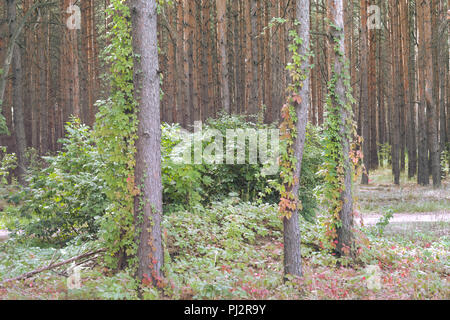 Virginia Creeper im Kiefernwald, klettert und deckt auf hohen schlanken Stämme. Unerwartete Kombination von Flora Stockfoto