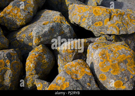 Patches von gelb orange Flechten auf Felsen am Meeresufer entlang der Severn Estuary Stockfoto