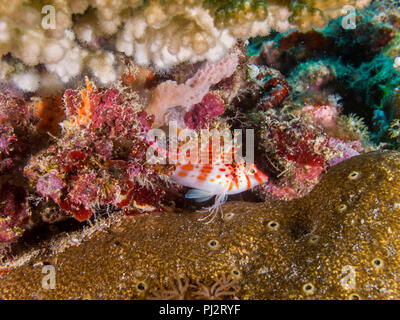 Zwerg fischfreundschaften Cirrhitichthys falco, Mabul, Sabah, Malaysia Stockfoto