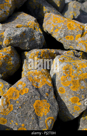 Patches von gelb orange Flechten auf Felsen am Meeresufer entlang der Severn Estuary Stockfoto