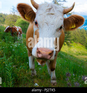 Braun Schweizer Kuh. Schweiz Berghang Stockfoto