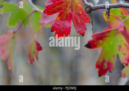 Helle Herbst Blatt mit Wassertropfen, defokussierten Zweig mit johannisbeere verlässt. Foto mit geringer Tiefenschärfe. Stockfoto