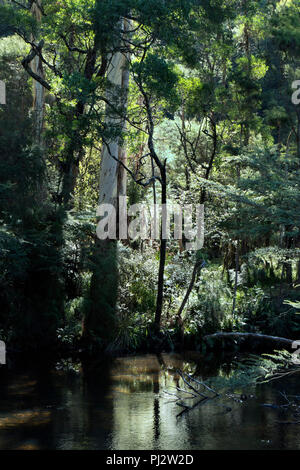 Yarra River Forest in der Nähe von Warburton, Victoria, Australien Stockfoto