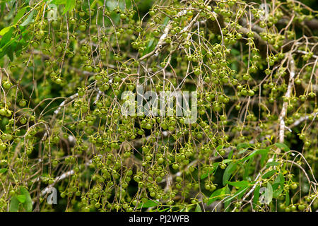 Früchte der Keora, Sundarbans, Bangladesch Stockfoto