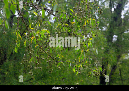 Früchte der Keora, Sundarbans, Bangladesch Stockfoto