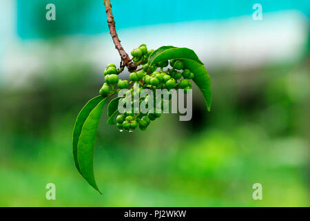 Früchte der Gewa (excoecaria agallocha), Sundarbans, Bangladesch Stockfoto