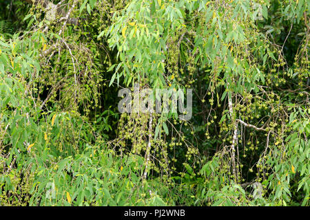 Früchte der Keora, Sundarbans, Bangladesch Stockfoto