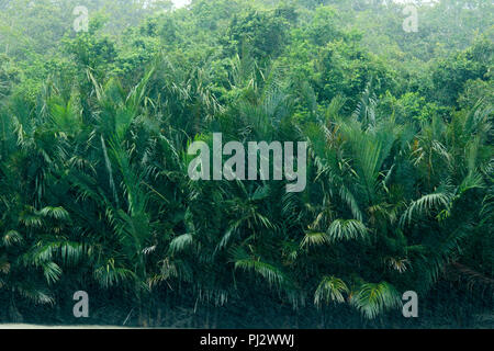 Nypa fruticans, allgemein bekannt als der nipa oder Mangrove Palm, Sundarbans, Bangladesch Stockfoto