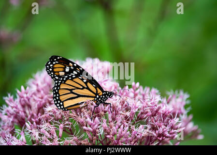 Bunte Monarchfalter (danaus Plexippus) Ernährung auf rosa Joe Pye Blumen im Garten in der Spekulant, New York, NY, USA Stockfoto