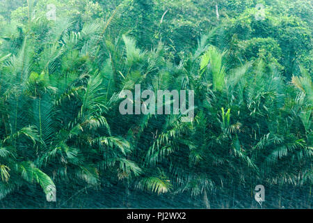 Nypa fruticans, allgemein bekannt als der nipa oder Mangrove Palm, Sundarbans, Bangladesch Stockfoto