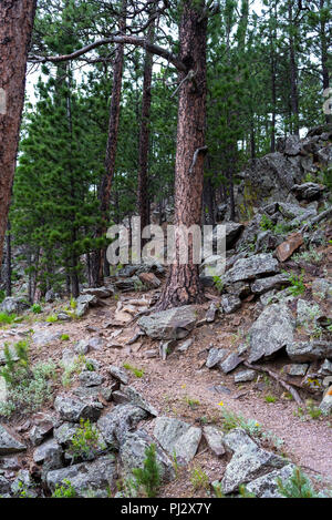 Trail schlängelt sich durch den Wald bei Wind Cave National Park Stockfoto