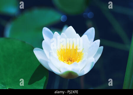 Super lily Blüten oder White Lotus blühen am Teich. Wasserrose schwimmend auf einer Flusslandschaft. Wunderschöne weiße Blüte mit grünen Blättern auf La Stockfoto