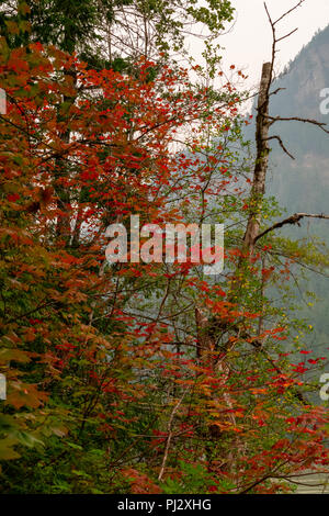 Herbstfarben in British Columbia, Kanada Stockfoto