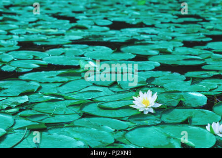 Seerose Blumen Blüten oder White Lotus blühen am Teich. Wunderschöne weiße Blüte mit grünen Blättern auf See Oberfläche. Seerosen schwimmen auf einem Fluss l Stockfoto