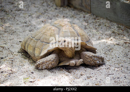 Eine afrikanische Trieb Schildkröte in seinem Gehäuse am South Texas Botanischen Gärten und Natur Center in Corpus Christi, Texas USA. Stockfoto